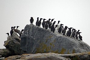 Murre, Common, 2006-07020915b Cutler and Machias Seal Island, ME